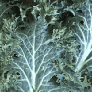 Close-up of curly kale leaves showing detailed veins and texture.
